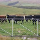 Forecasts continue to project that New Zealand beef production will lift marginally this season....