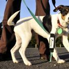 Fox terrier Doug enjoys a stroll with his Dunedin City Council Ezebag attached so any poo can be...