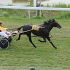 Franco Ledger wins the Waikouaiti Cup at his last start. Photo by Tayler Strong.