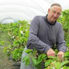 Fred Field, of Oamaru, examines how his cherry trees are flourishing in the North Otago climate....