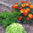 French marigolds help keep bugs away from Raewyn Hodgson's vegetables. Photos by Gillian Vine.