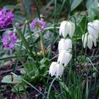 Fritillarias and mauve primulas flowering in the woodland in early spring.