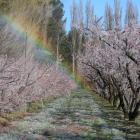 Frost fighting on an Earnscleugh nectarine block. Photo by John Douglas.