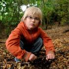 George Street Normal School pupil Harry Byrne (6) looks for peripatus worms at the Dunedin...