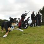 Golf-loving Bossdin prepares to fetch for his playing partners (from left) Tim Morris, Dodge...
