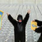 Gorillas get ready for the Highlanders season at the new zoo section at the Forsyth Barr Stadium...