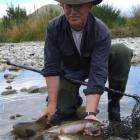 Fish and Game officer Gareth Hughes holds trout caught in the Hakataramea River which will be...