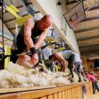 Grant Smith shears in the  open machines final at last year's  Waimate Shears. Photo by Rebecca...
