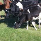 Grazing dairy cows and young stock are a key to Paul Kane's Hawea Flat farm. Photo by Neal Wallace.