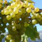 green_grapes.jpg