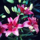 Grow things that do well in the South, such as lilies (above), heritage roses and paeony roses....