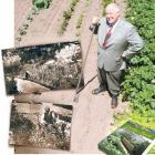 Guided by the Star Allied Press managing director Julian Smith has had an interest in gardening...