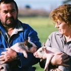 Gus and Sue Morton on the farm with Hampshire piglets.