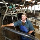 Hamish Jenkins, sharemilker for Taieri dairy farmer James Adam, at work in the milking shed....