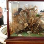 Hayward Auction House staff member Russell Knowles checks out a rare taxidermy native bird...