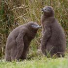 Healthy 6-week-old yellow-eyed penguin chicks last December. Photo by Gerard O'Brien.