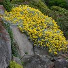 Helichrysum argyrophyllum. Photo by Gerard O'Brien.