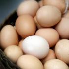 hen_welfare_code_to_push_up_price_of_eggs_4d50850951.jpg