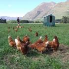 Hens scratch for food on Glendhu Station. Photo by Matthew Haggart.