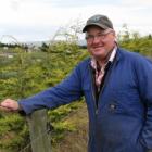 Hillend farmer Allan Roulston with extensive tree plantings near his outdoor piggery. Photo by...