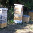 Hives belonging to beekeeping tutor Brice Horner and some of his pupils on a sunny site on the...