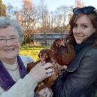 Holding hens for sale in Mosgiel yesterday are Brougham Park Poultry Farm owner Chris Wilson (L)...