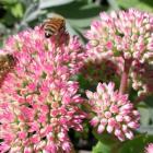 Honey bees flock to sedums.