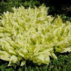 Hosta "Golden Medallion". Photo by Linda Robertson.