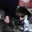 Howard McGrouther feeds Sam, a yellow-eyed penguin who was banded in 1992 and is a first-time...