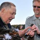 Huirapa Upoko (chief) David Ellison, of Karitane, blesses a robin held by University of Otago...