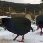 Hungry livestock: The two takahe reluctantly adapting to their new reduced rations during the May...