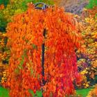 In Janet Blair's Queenstown garden, a standard weeping cherry in autumn raiment links to tones of...