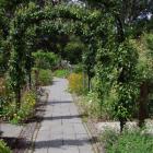 In the Curator's House garden at the Christchurch Botanic Gardens, pears are grown over hoops, an...