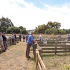 Instead of being crowded as in other years, the Waiareka Saleyards were all but deserted for the...