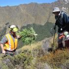 Jamie Cowan (left), of the Department of Conservation, demonstrates how to remove wilding pines...