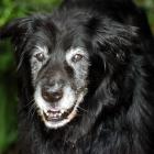 JD the dog. Photo by Gerard O'Brien.