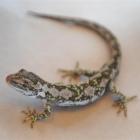 Jewelled gecko. Photo by Peter McIntosh.