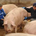 Jimmy Malit (left) and Michael Silan conduct a pregnancy test at the Bloem family's pig farm....