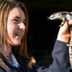 Jo Graham (15) is reunited with  Chewy the bluetongue lizard yesterday after the family pet went...