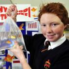 John McGlashan College year 8 pupil Ryan Whelan yesterday  takes a closer look at the goldfish...