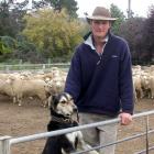 Johnny Duncan with halfbred rams on his Maniototo farm. Photo by Neal Wallace.