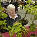 Joy Morton with a 1998 hornbeam during the Thieves Alley market day. Photo by Jane Dawber.