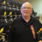 Judge Monty Wright casts an eye over some of the 700 entries at the North Otago Bird Fanciers...