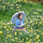 Julia Heuch, of Germany, enjoys the daffodils at Wetherstons on Sunday. Photo supplied.