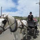 Julie Hall, of Dunedin, with her 1890 horse-drawn carriage in Oamaru. She will be providing...