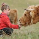 Kaitlyn Dreaver (8) feeds Katie at yesterday's Highland Cattle open-day. Photo by Peter McIntosh.