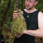 Kakapo recovery ranger Chris Birmingham with Rangi the male kakapo, last seen 21 years ago, who...