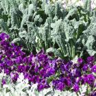Kale grown with pansies in a flower bed. Photos by Gillian Vine.