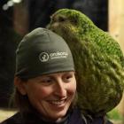 Karin Ludwig with Sirocco the kakapo. Photos by Neville Peat.