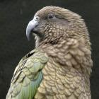 kea_JAQ_hepburn_2_141106.jpg